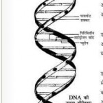 डी एन ए के बारे में जानें हिंदी पुस्तक मुफ्त पीडीऍफ़ डाउनलोड | Know About DNA Hindi Book Free PDF Download