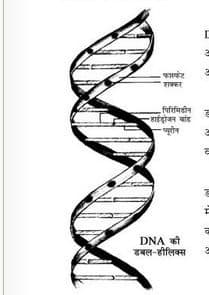 डी एन ए के बारे में जानें हिंदी पुस्तक | Know About DNA Hindi Book
