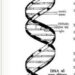 डी एन ए के बारे में जानें हिंदी पुस्तक मुफ्त पीडीऍफ़ डाउनलोड | Know About DNA Hindi Book Free PDF Download